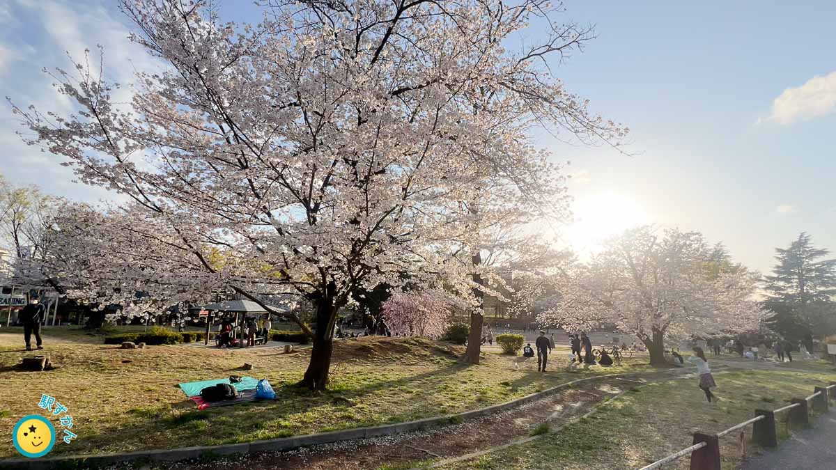 美しが丘公園の満開の桜