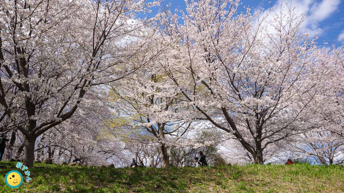 満開の桜と花見客