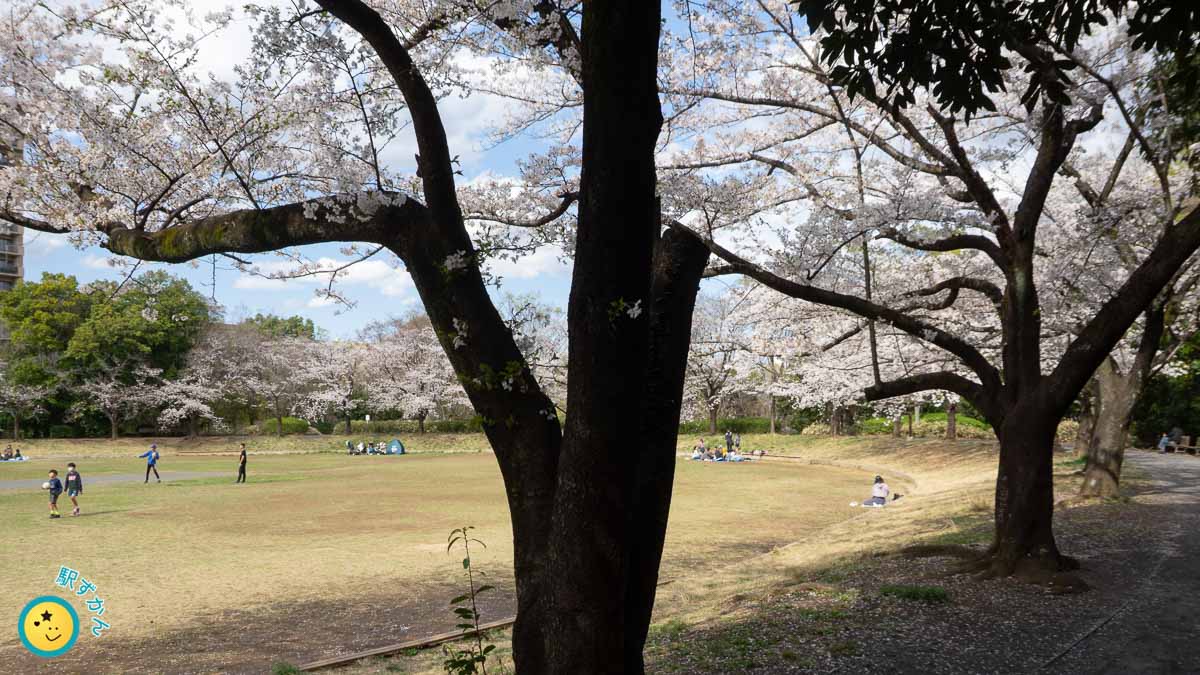 山崎公園 広場の桜