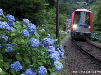 箱根登山電車あじさい号