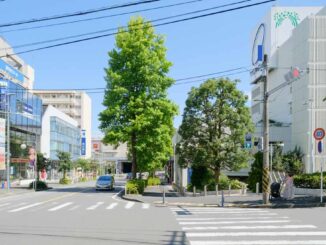ユリノキ通りと東急百貨店たまプラーザ店