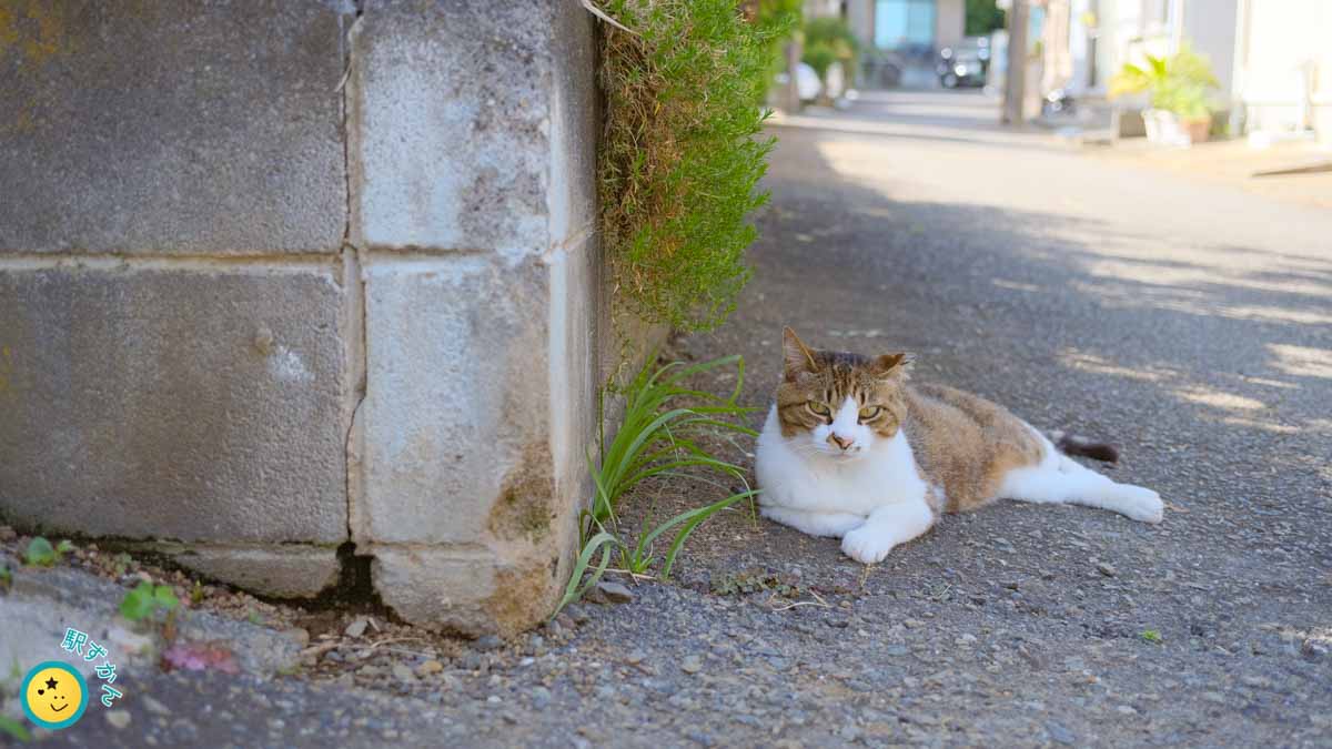 日陰で休む地域猫