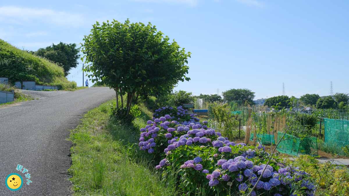 もこもこ紫陽花