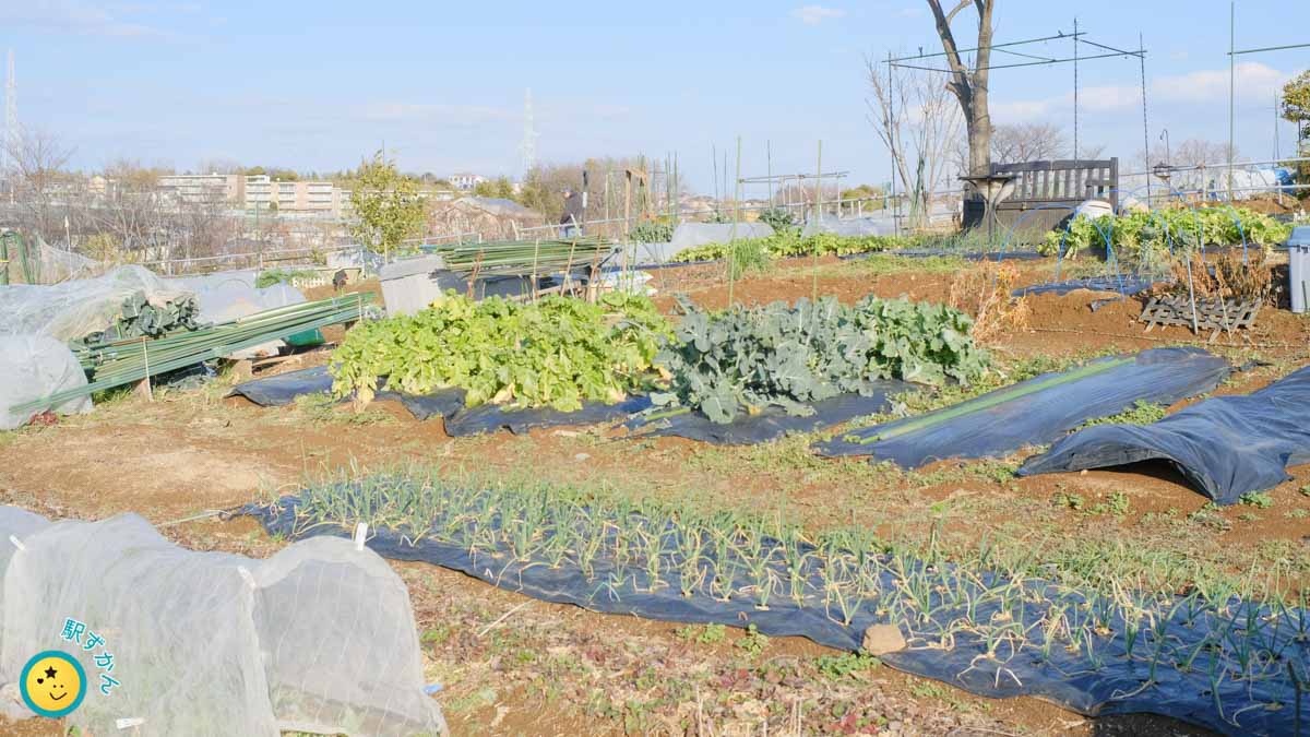 花桃の丘にあるシェア畑 美しが丘