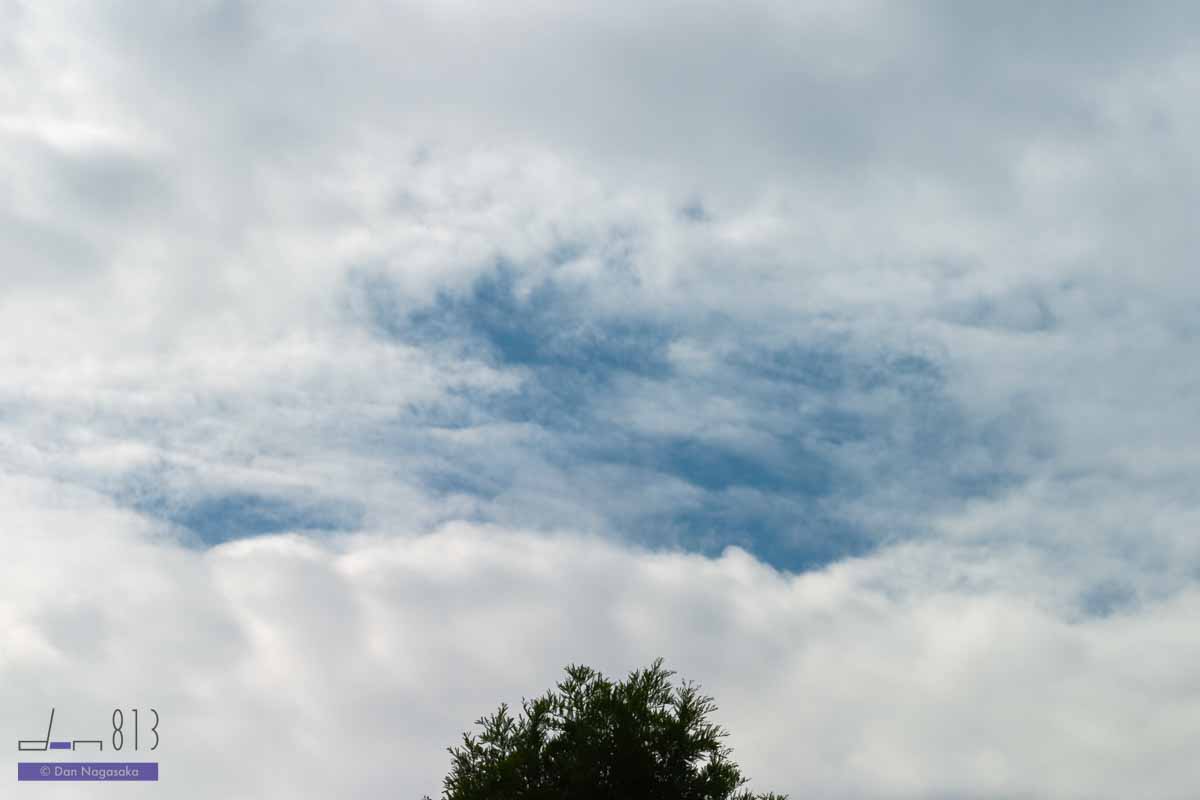 木の上の青空