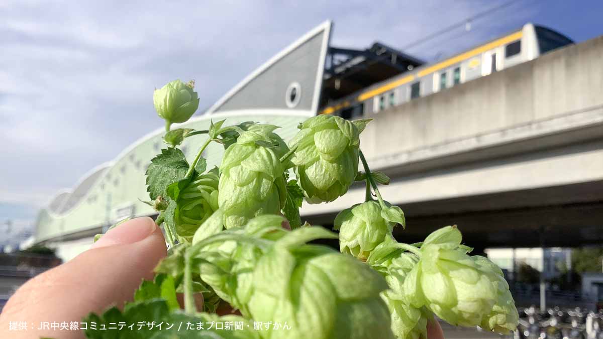 稲城長沼駅で育ったホップ