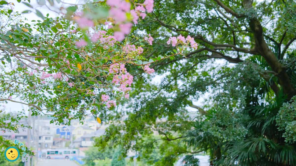 サルスベリの花と東急バス