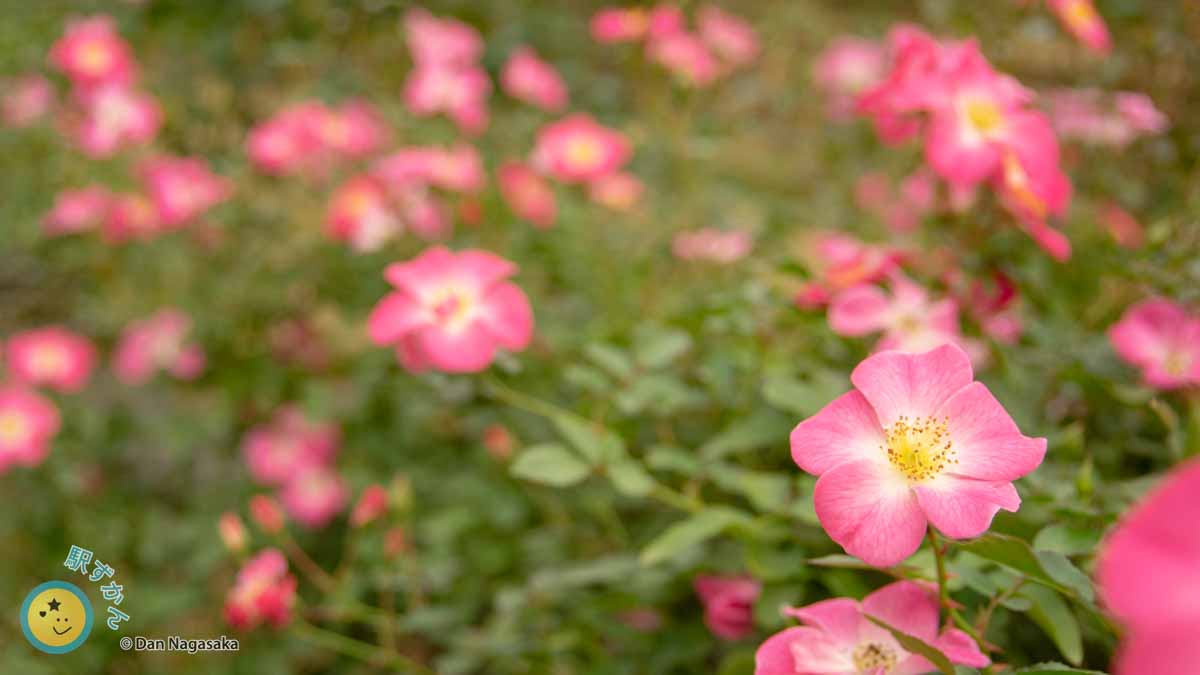 ピンクの薔薇、クンバヤ