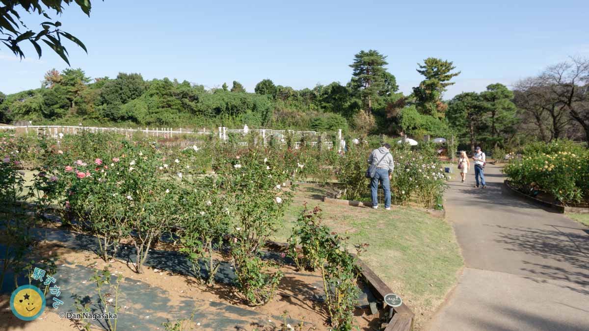 生田緑地ばら苑