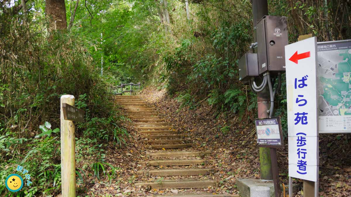 生田緑地の山道