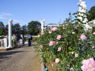 バラの花園