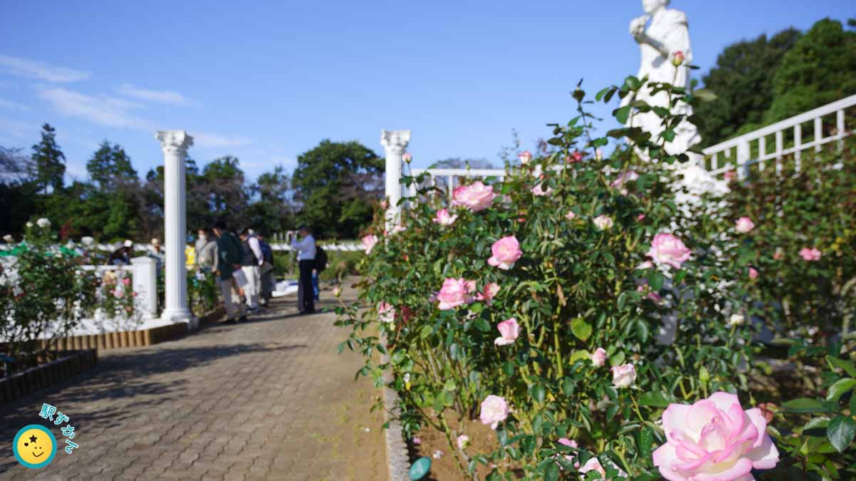 バラの花園