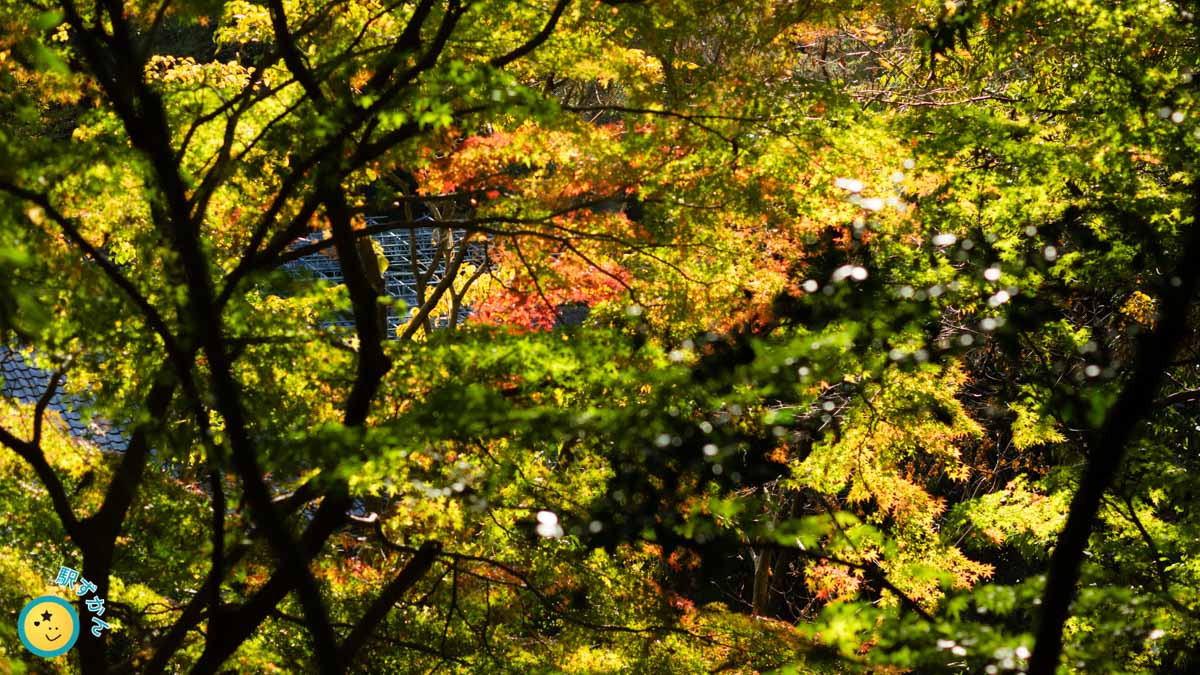 鮮やかな紅葉