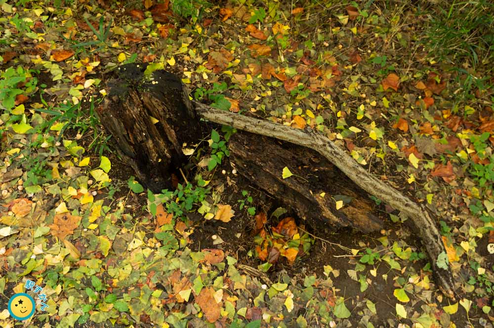 紅葉の落ち葉と切り株