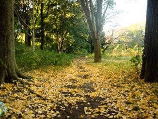 菅生緑地で公園散歩