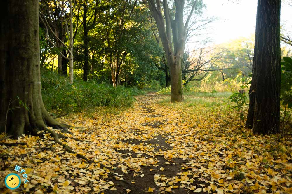 菅生緑地で公園散歩