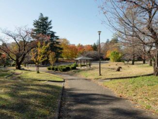 美しが丘公園の紅葉