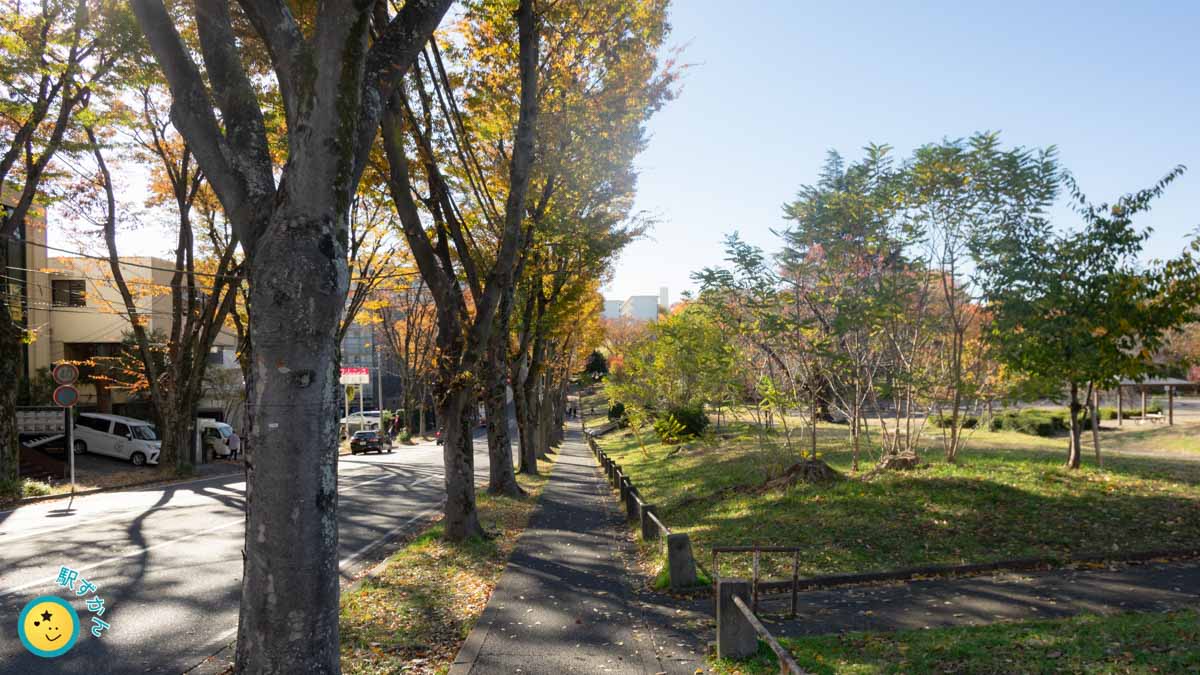 新横浜元石川線の街路樹