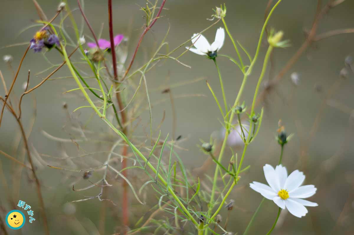 残るコスモスの花