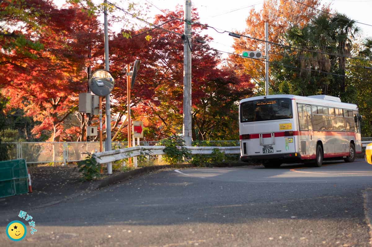 保木入口のバス停近くの真っ赤なカエデ