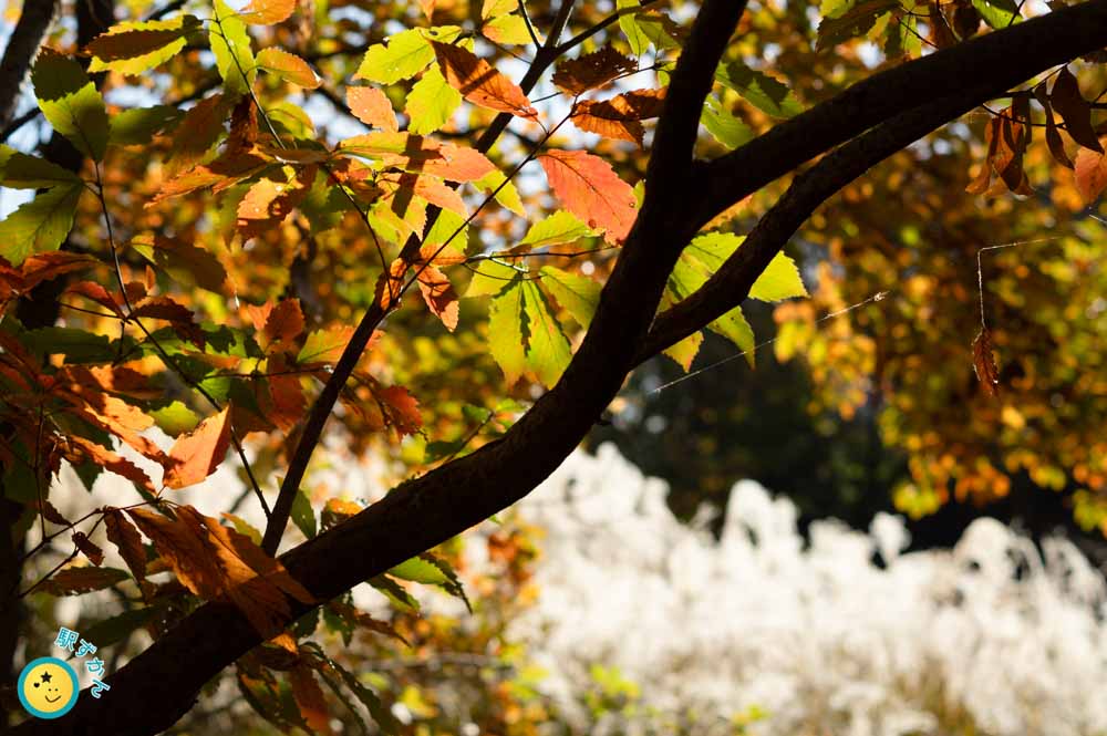 ステンドグラスのような紅葉した葉