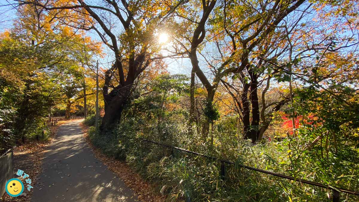 森林の中の散策路