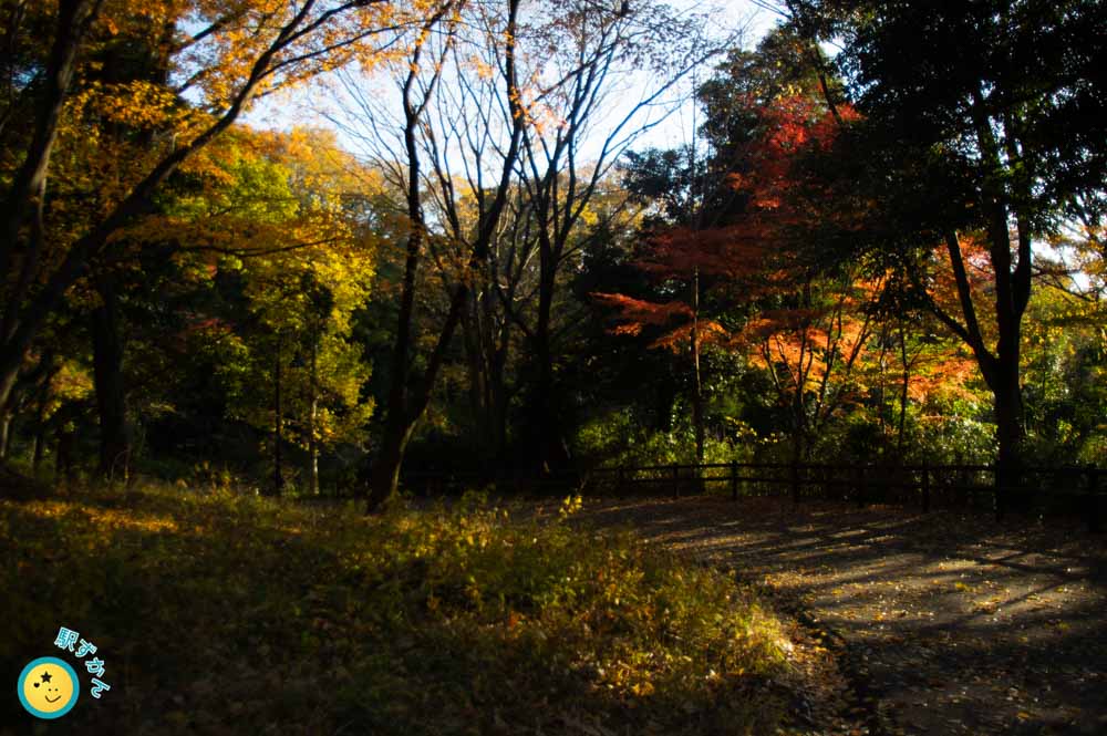 日差しで輝く真っ赤なカエデ