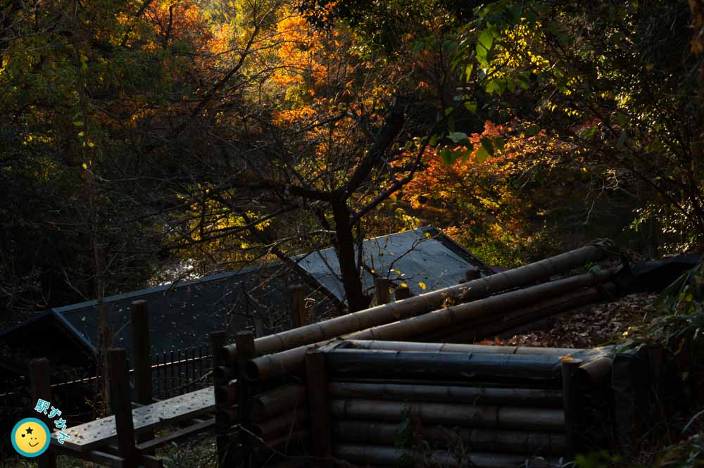 真っ赤な紅葉