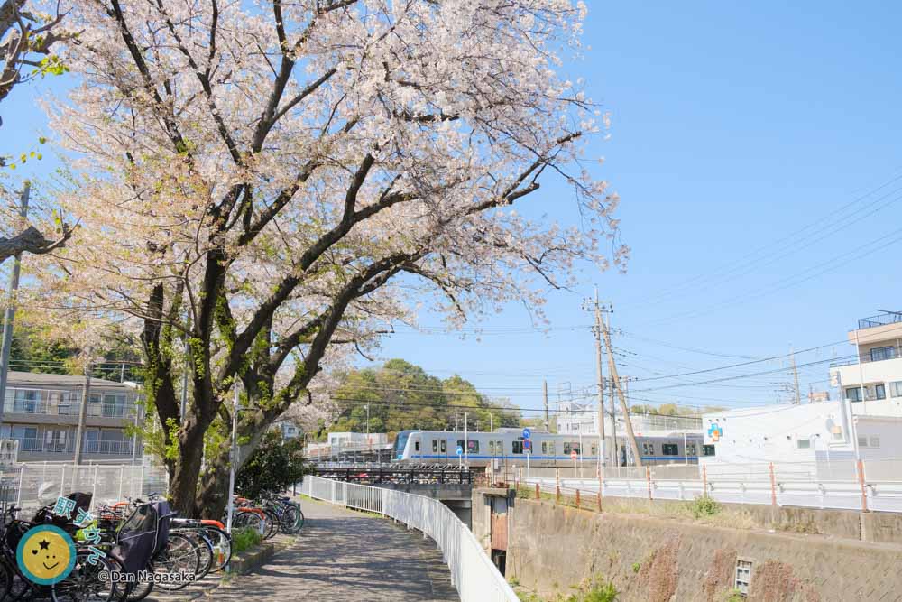 満開の桜と小田急線の電車