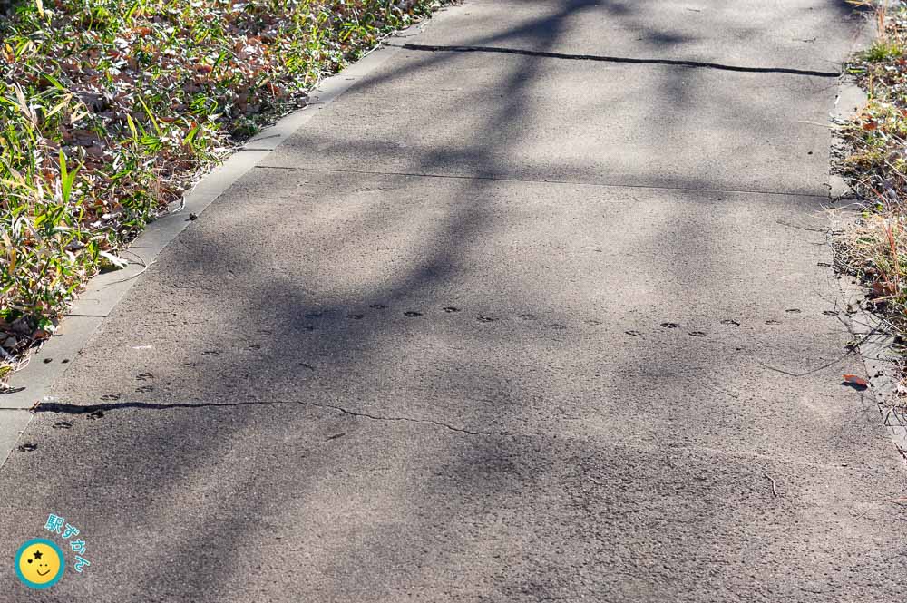 水沢の森 広場の歩道