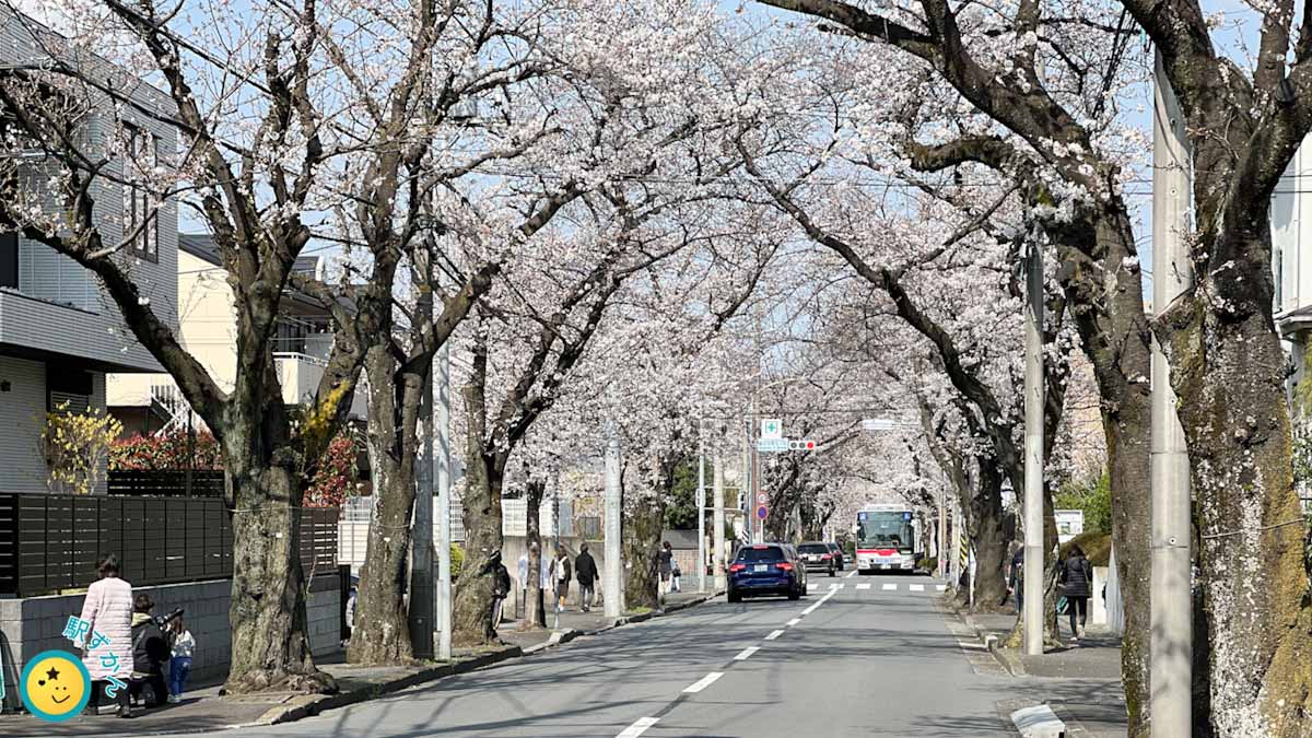 満開を迎えた、あざみ野桜通り