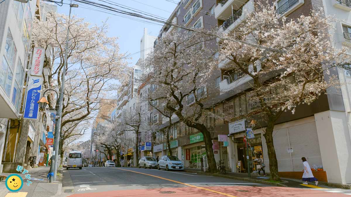 鷺沼 春待坂に咲く桜