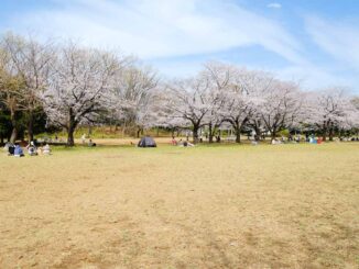 菅生緑地 東地区の満開の桜