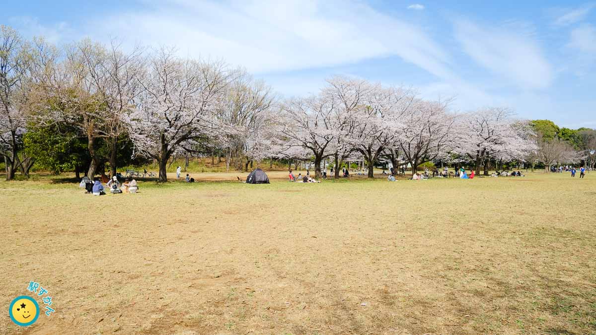 菅生緑地 東地区の満開の桜