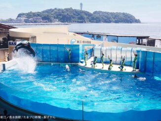 イルカショーと江ノ島