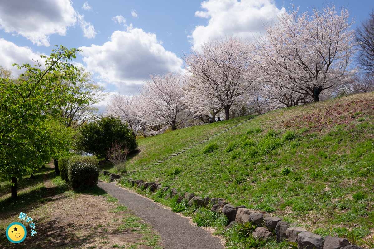 丘の上の桜並木