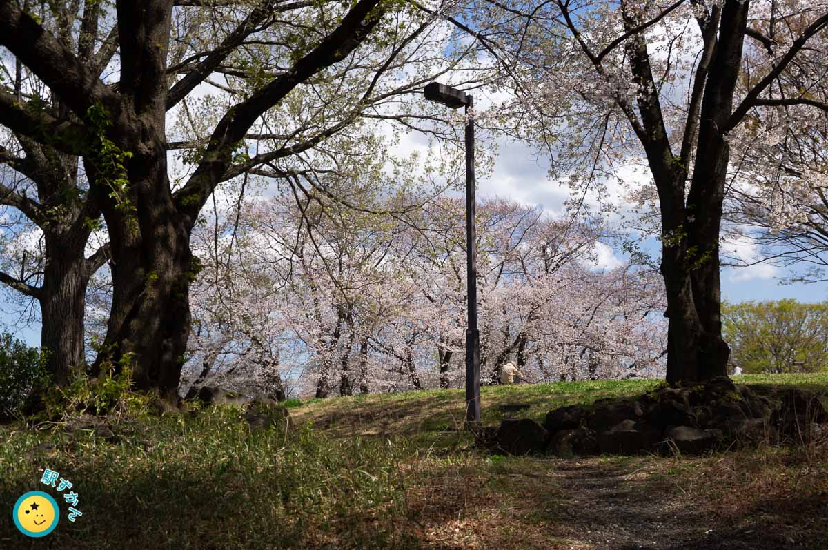 広場の桜群