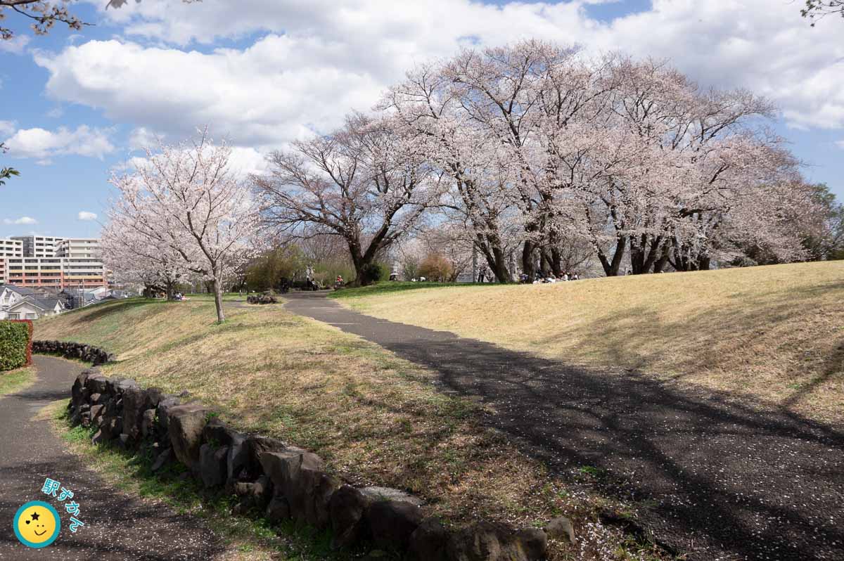 広場と咲く誇る桜