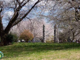 満開の桜並木