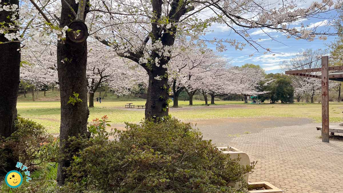 広場の桜並木