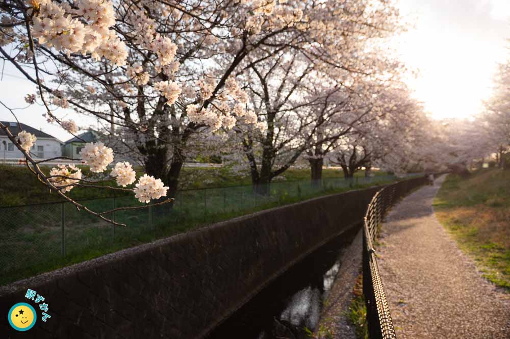 大丸谷戸川の桜並木