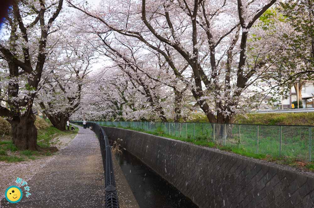 満開のソメイヨシノと大丸谷戸川