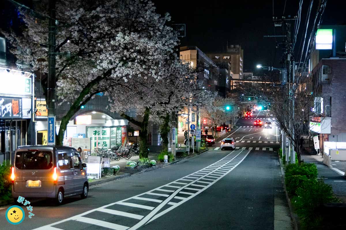 夜桜が咲き誇る北口通り