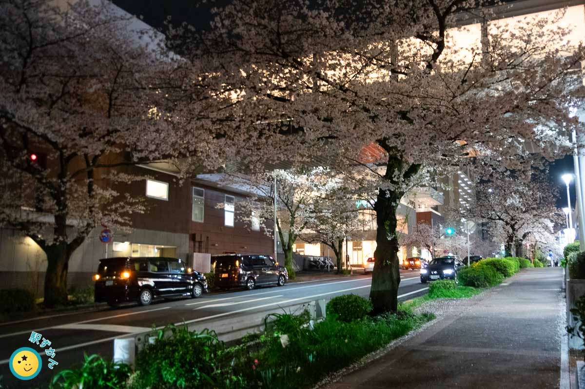 たまプラーザテラスと満開の夜桜