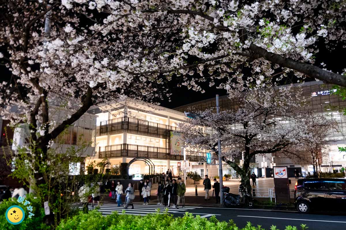 たまプラーザ駅北口の夜桜