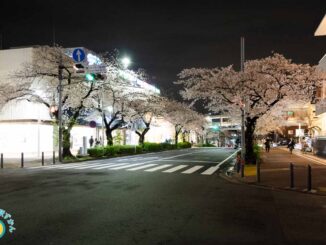 たまプラーザ駅前の満開のソメイヨシノ