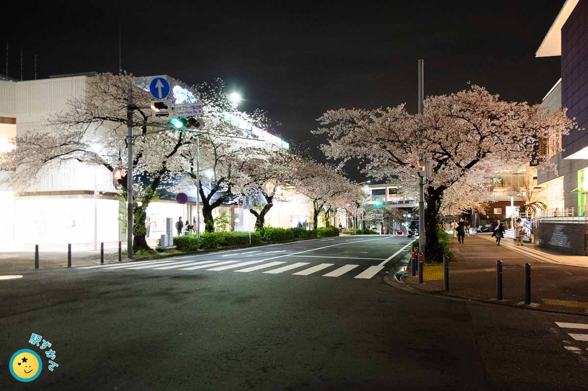 たまプラーザ駅前の満開のソメイヨシノ