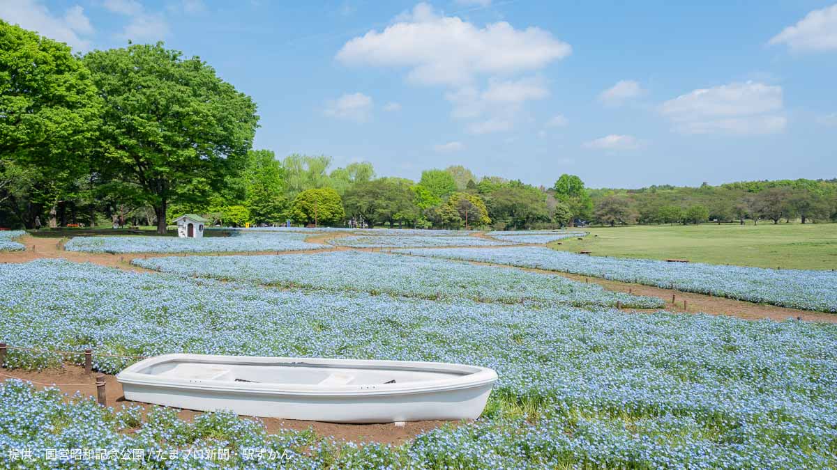 原っぱ西花畑のネモフィラ