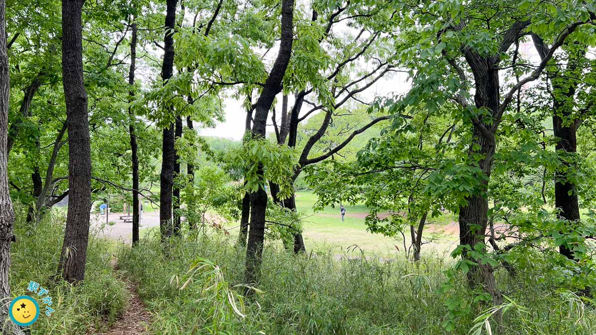 公園の雑木林の新緑