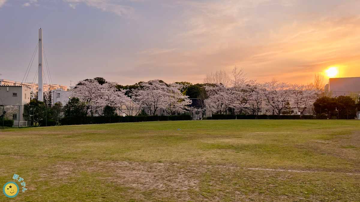 嶮山公園の満開の桜並木